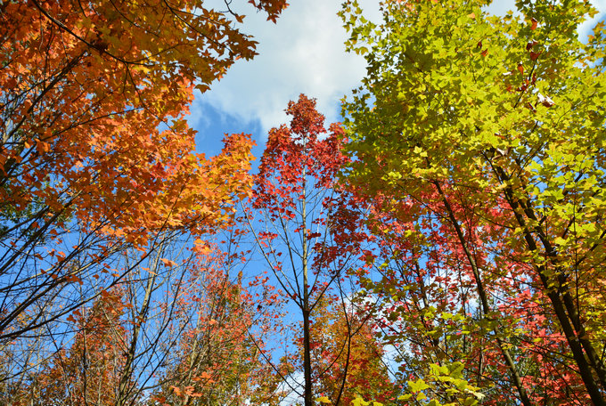 昆明周邊3日游：親子農(nóng)耕勞動，植物世界探秘，繪畫美麗家園！