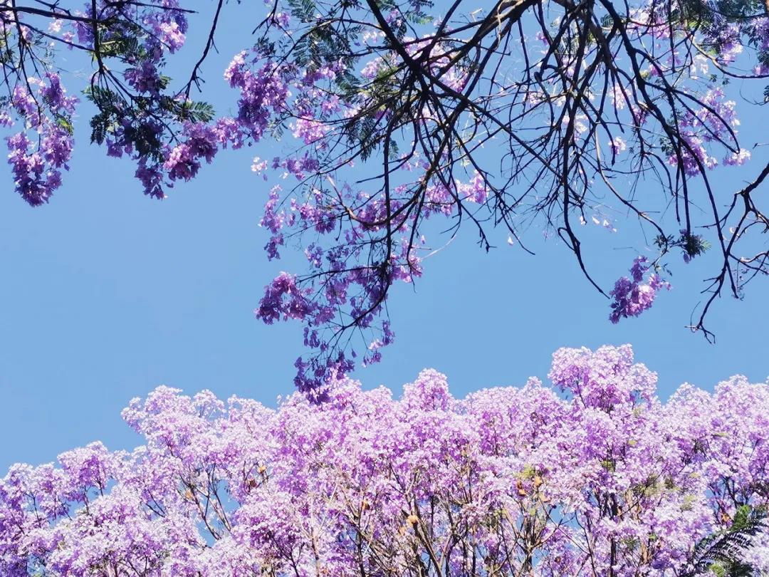 昆明萬人打卡，美出天際！藍花楹即將綻放，還有賞花公交等你坐...