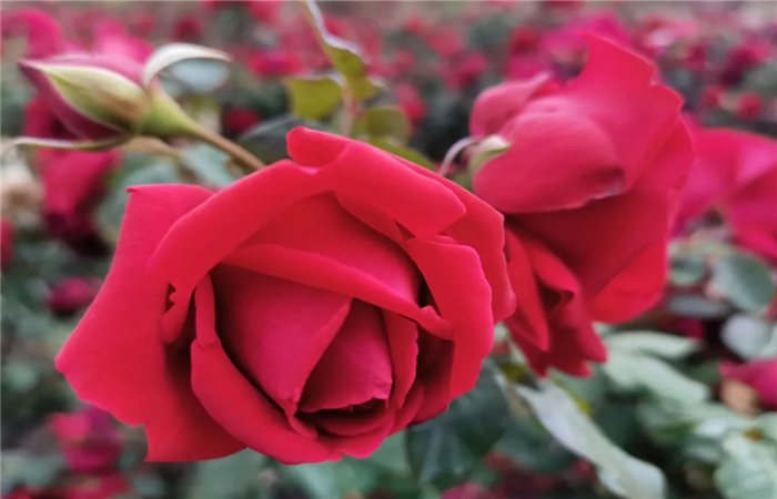 春城玫瑰開了，品味5月不一樣的紅色海洋，在花的花世界里迷離忘我