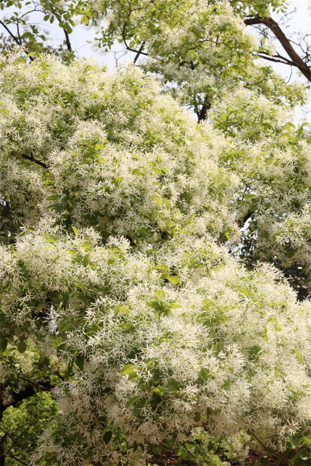 云南旅游,云南旅行社,云南團(tuán)建公司,云南會(huì)議公司,云南策劃公司,云南會(huì)展公司,云南會(huì)議公司,昆明旅游,昆明旅行社,昆明團(tuán)建公司,昆明策劃公司：昆明這里已成粉色影棚！杜鵑花谷開(kāi)啟360°浪漫轟炸→